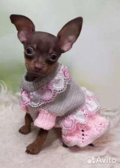 Одежда для собак и кошек