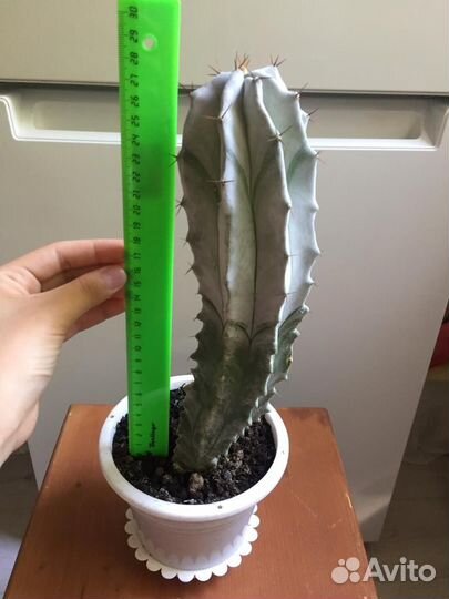 Кактус цереус с горшком