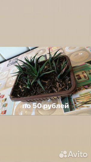 Комнатные растения цветы