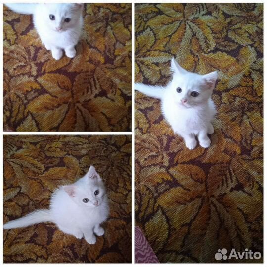 Отдам в добрые руки