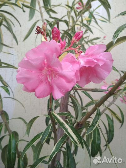 Олеандр махровый розовый