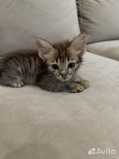 Котенок мальчик в самые добрые руки