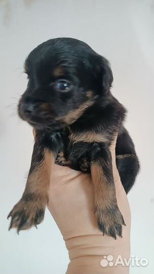 Той-терьер щенки