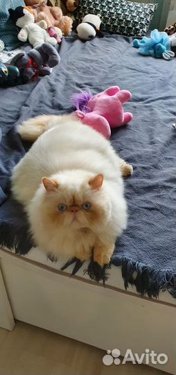 Голубоглазый перс на вязку