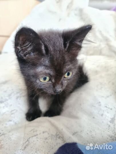 Котёнок по имени Боня в добрые руки бесплатно