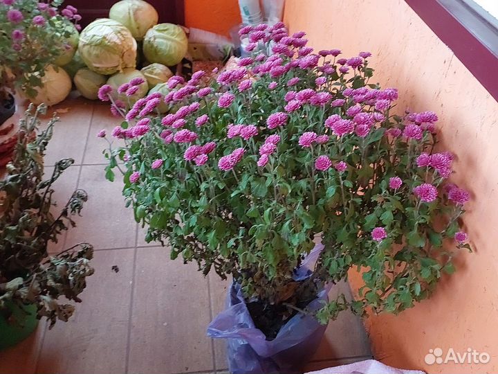 Хризантемы