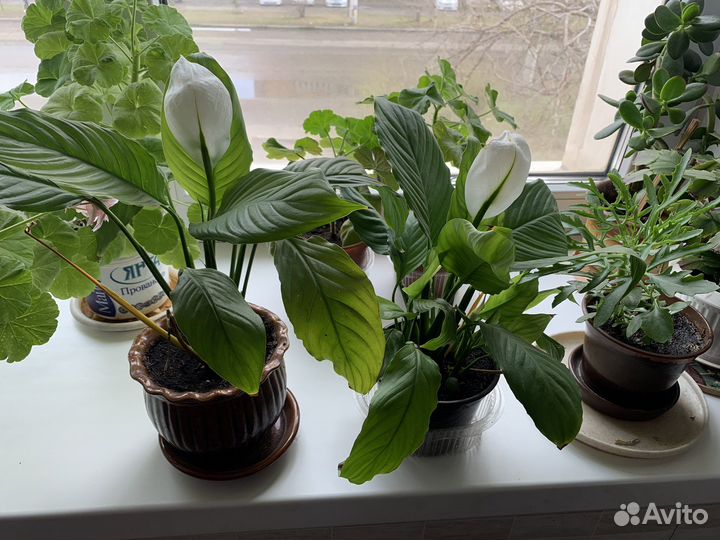 Цветок женское счастье