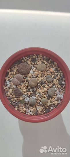 Литопсы. Живые камни