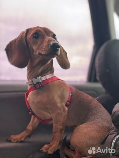 Карликовая такса