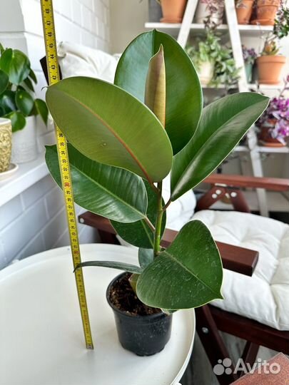 Фикусы Эластика