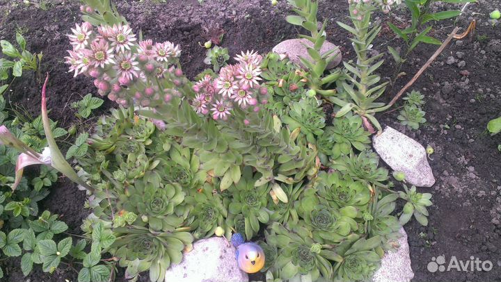 Каменная роза (молодило)