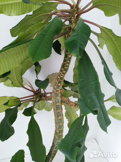 Молочай беложилковый 80 см