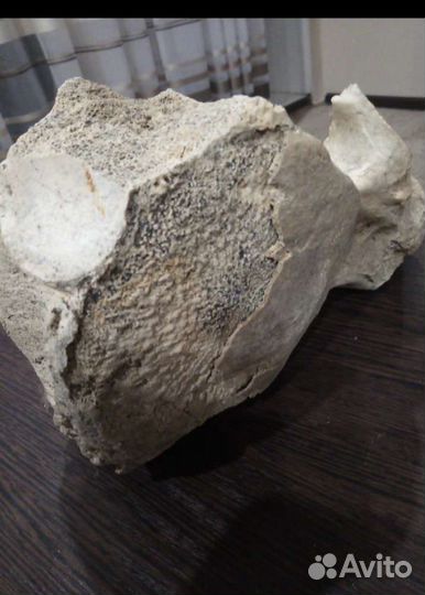 Кость мамонта