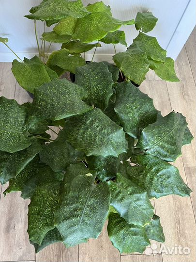 Калатея нетворк