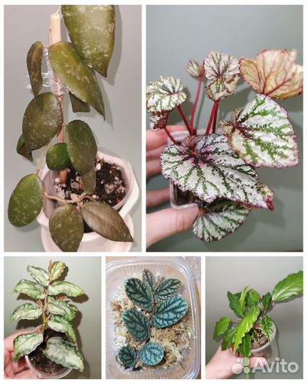 Комнатные цветы разные