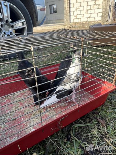 Продажа голубей