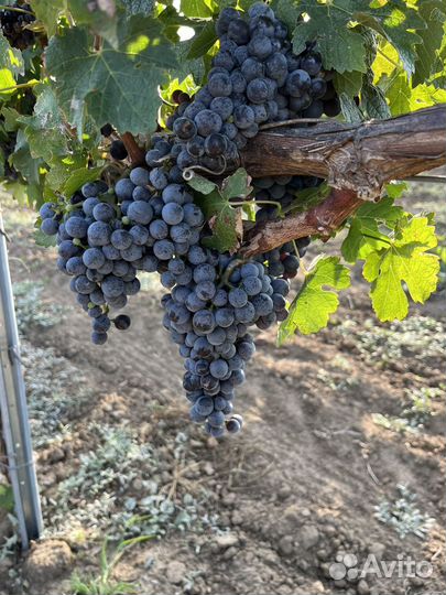 Винный виноград