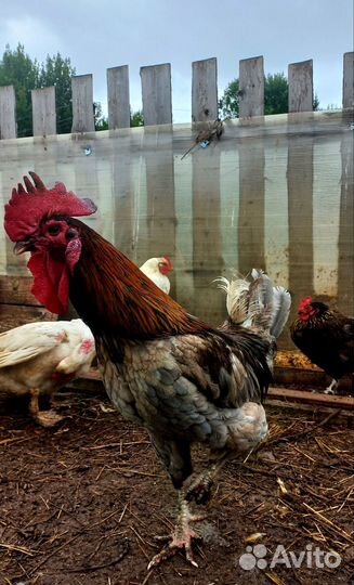 Петушки,селезень индоутки