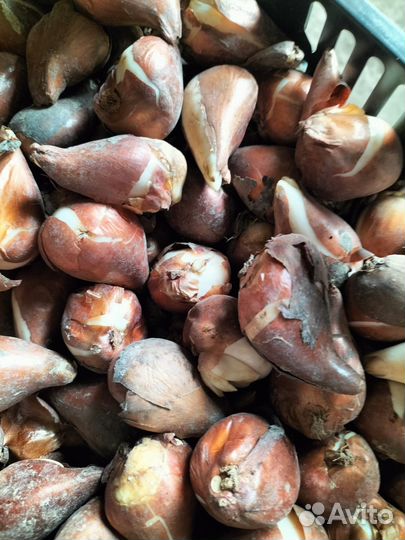 Луковицы тюльпанов оптом 12+