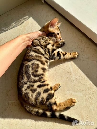 Бенгальские кошки