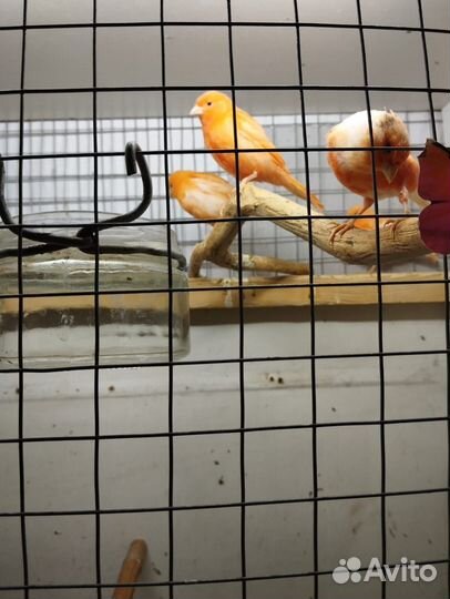 Кенара и канарейки