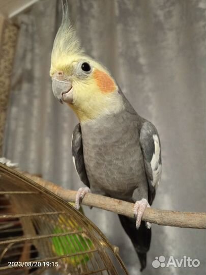 Попугай корелла с клеткой