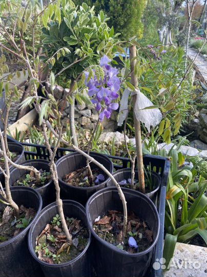 Глициния саженцы