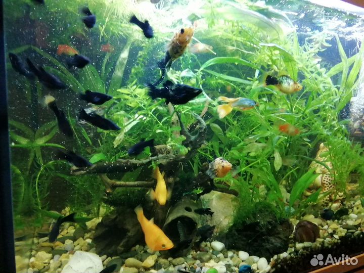 Креветки, Молинезии, расстения