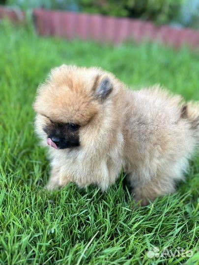 Померанский шпиц - львенок
