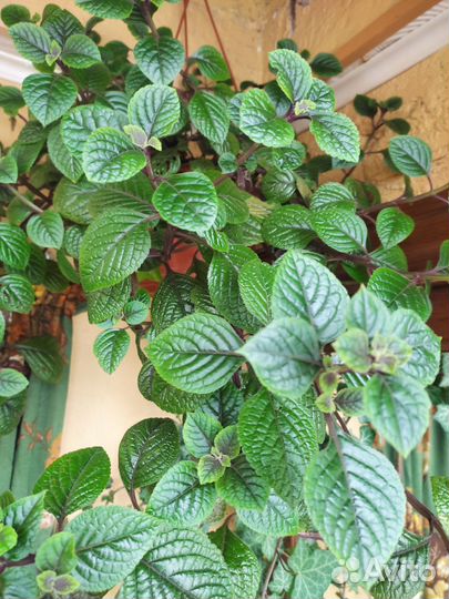 Плектрантус