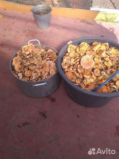 Лисички,рыжики,белые в наличии