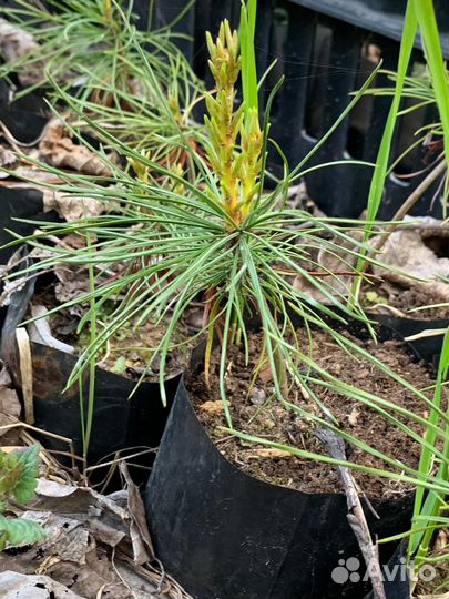 Саженцы кедра корейского крупноплодного