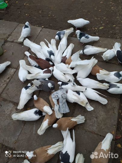 Продажа голубей