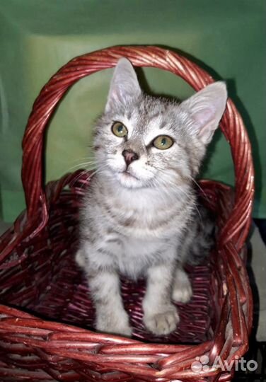 Котенок бенгальский тигренок Ищет мам и пап