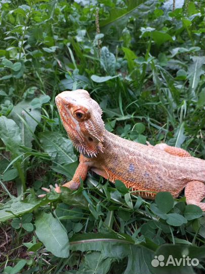 Передержка бородатой агамы (рептилий )