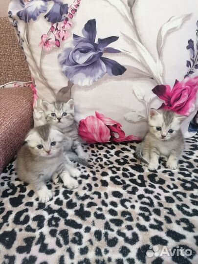 Котята