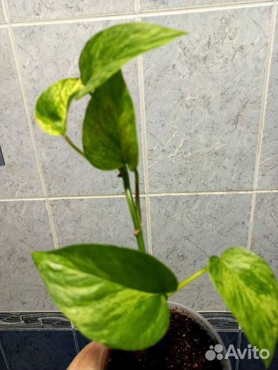 Эпипремнумы, сциндапсусы