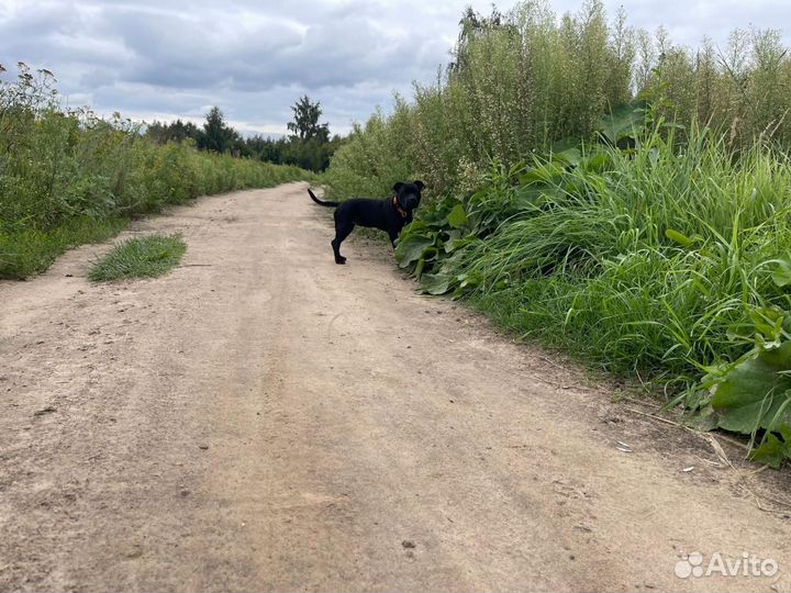 Стаффордширский бультерьер щенок