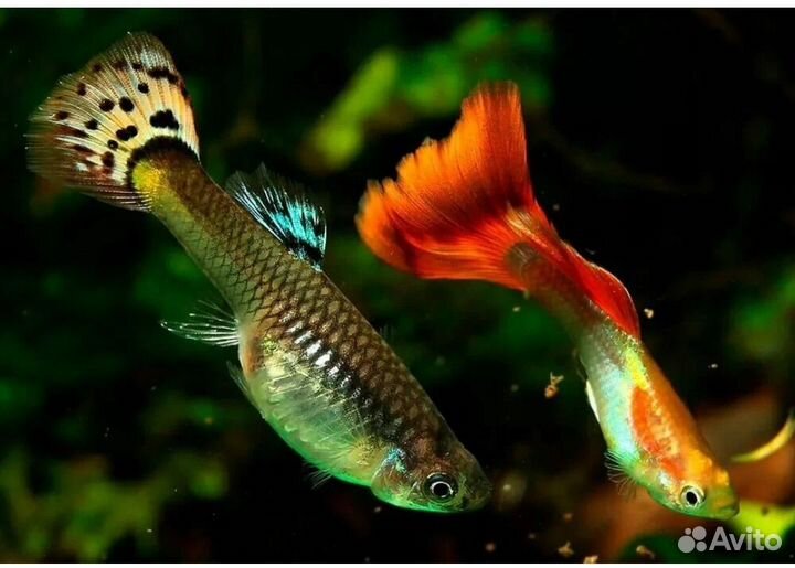 Аквариумные рыбки