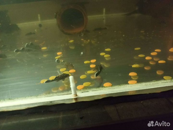 Номерные сомы l