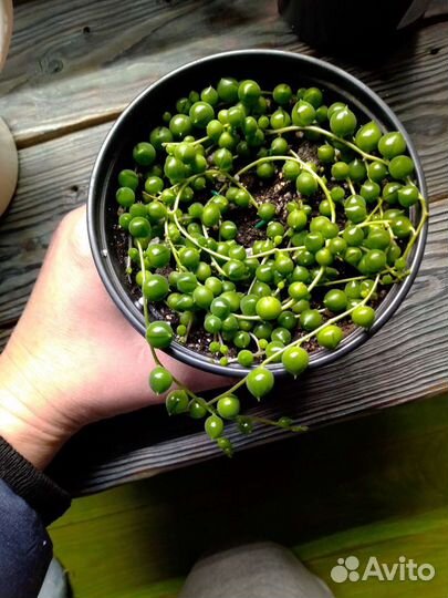 Крестовники - много видов