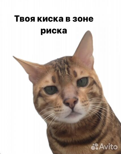 Бенгальский кот на вязку