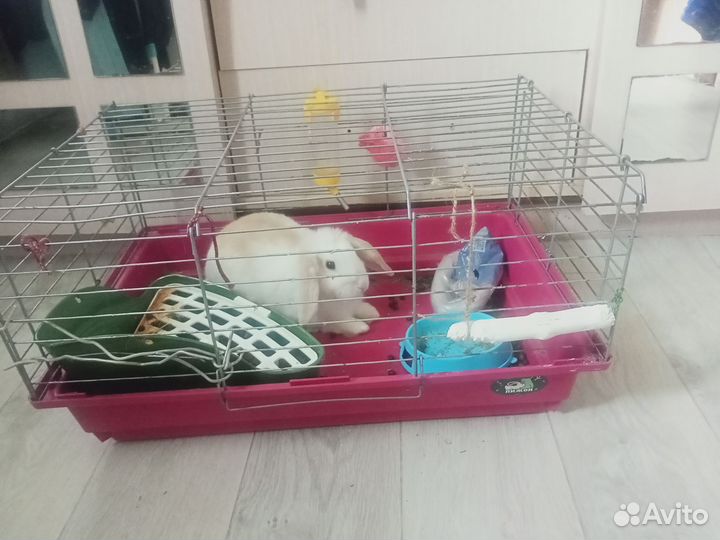 Декоративные кролики