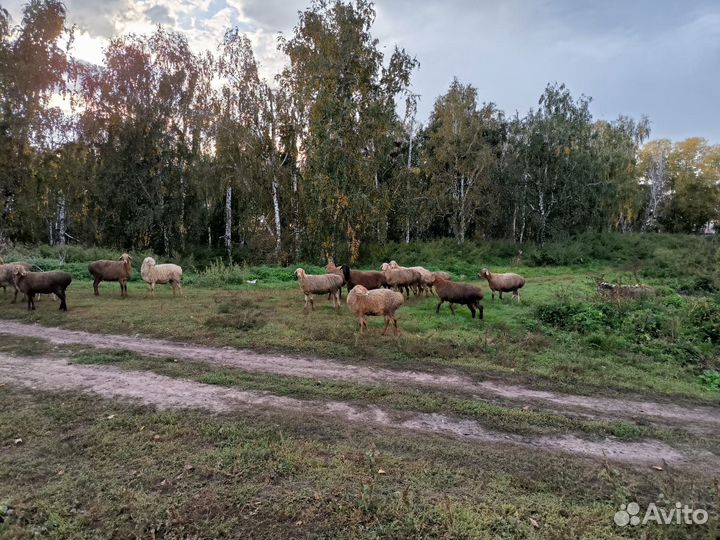 Продаются бараны