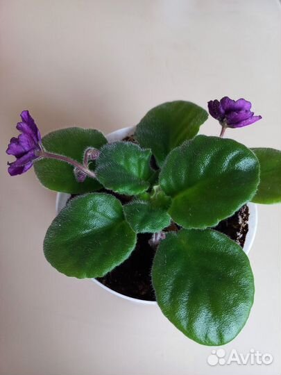 Комнатные растения цветы