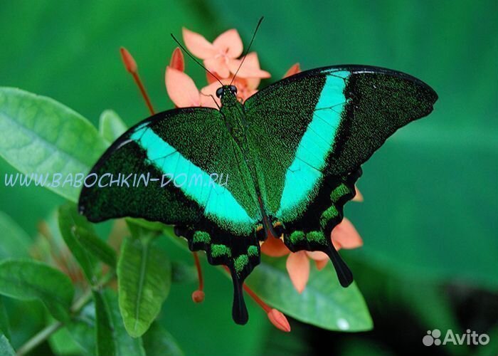 Бабочки экзотические т/б-3