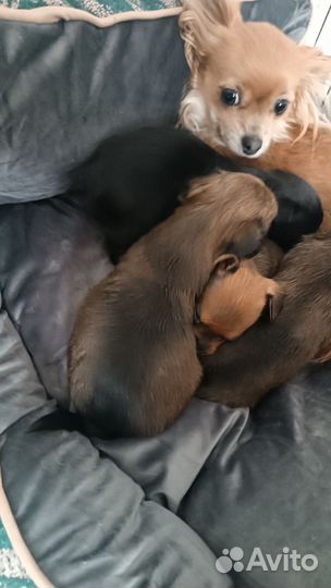 Той-терьер щенки