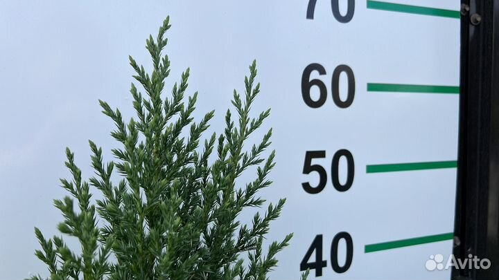 Можжевельник Стрикта 70 см
