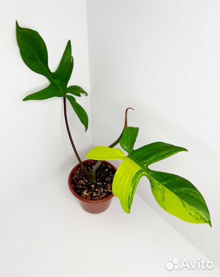 Филодендрон Magic Mask