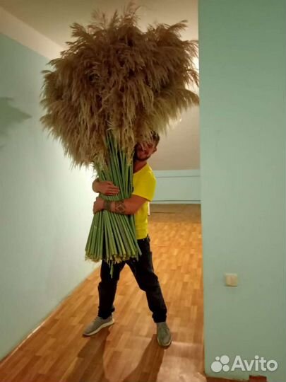 Пампасы,сухоцвет,венки,шишки 2023